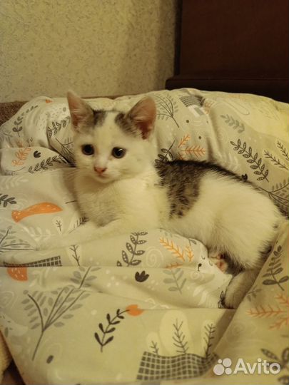 Кошечка 1,5 мес
