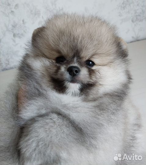 Померанский шпиц тип мишка