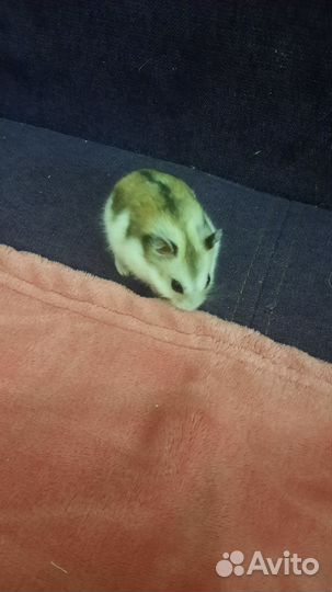 Джунгарский хомяк