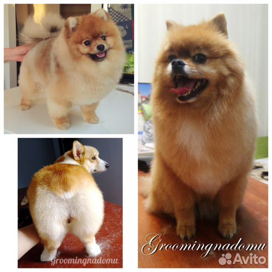 Грумер, стрижка и тримминг собак с выездом на дом