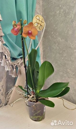 Орхидея оранжевая Морковный пирог
