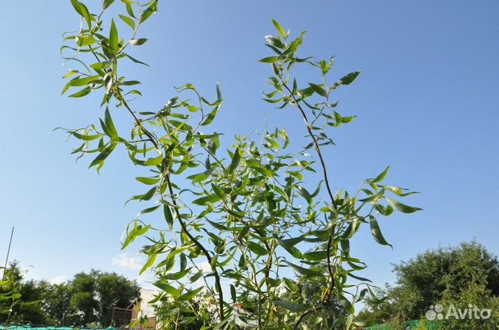 Декоративные растения. Ивы