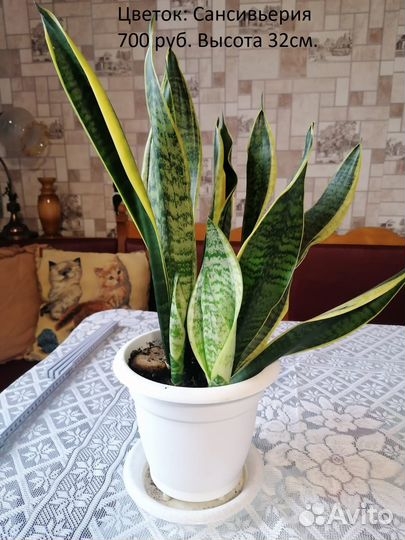 Комнатные растения цветы