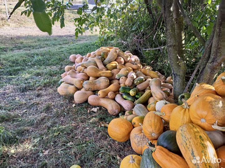 Тыква кормовая