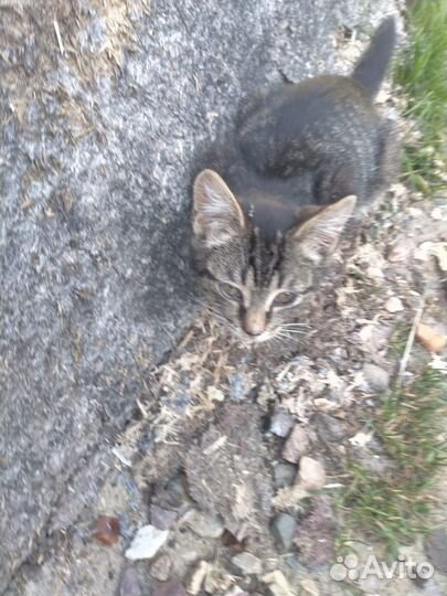 Отдам в добрые руки маленького котенка