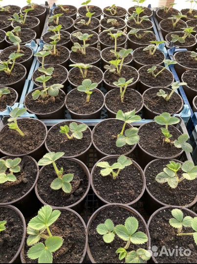 Рассада клубники