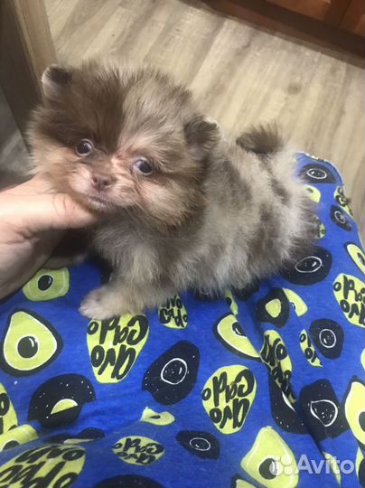 Щенки померанского шпица мини шоколад мерле Кися