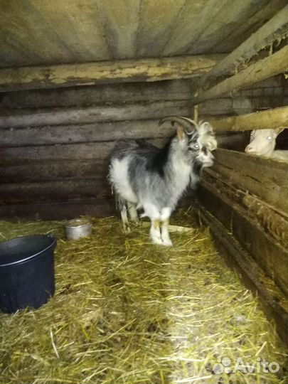 Козел альпийский