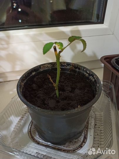 Роза Кордана комнатная укорененные черенки