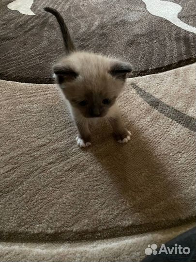 Кошка помесь