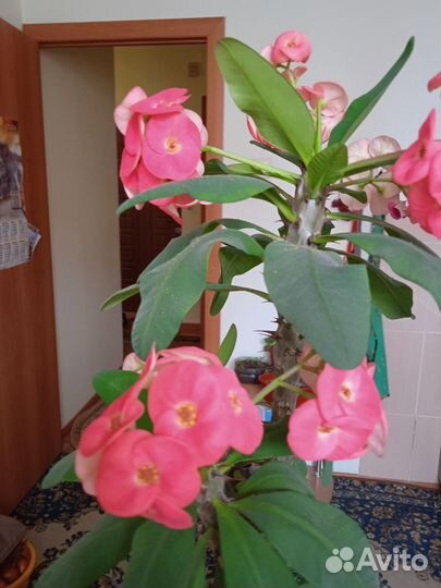 Молочай миля крупноцветковый