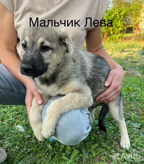 Щенки