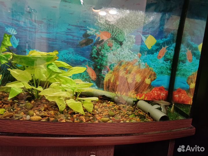 Аквариум с тумбой 100 литров