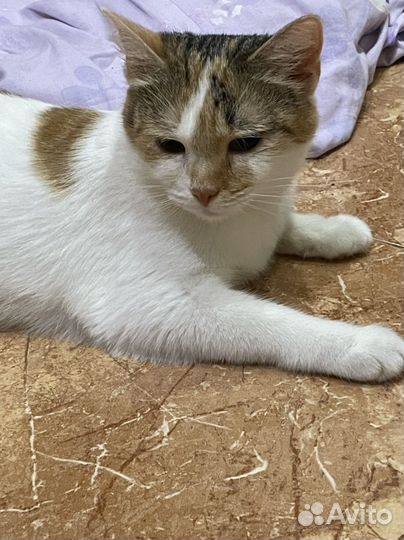 Кошечка в добрые руки