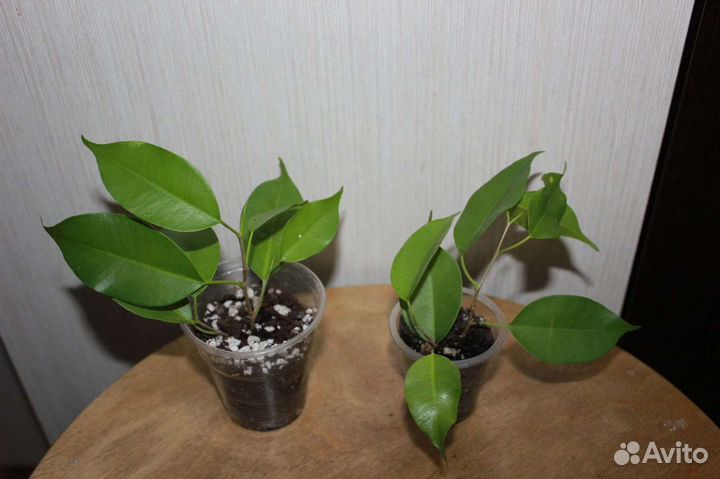 Комнатные растения