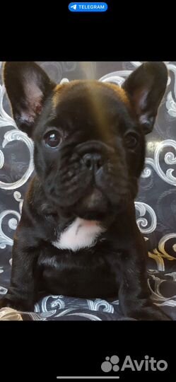 Продажа щенка