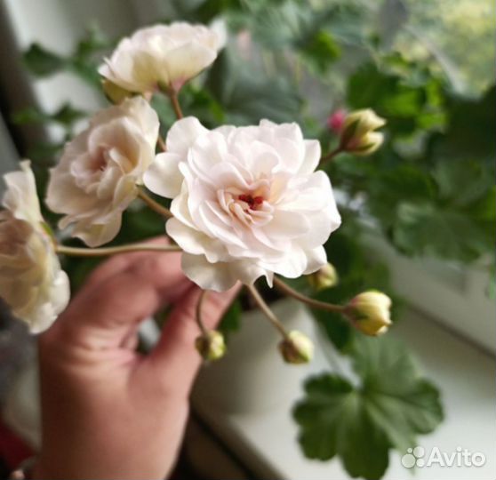 Пеларгонии сортовые коллекционные