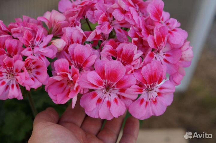 Пеларгония герань