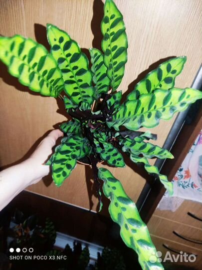Калатеи разные