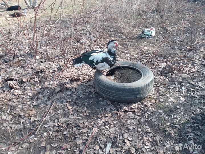 Продам Индоутаков