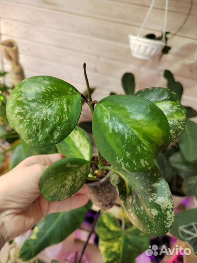 Комнатные растения и цветы