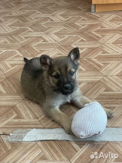 Щенок