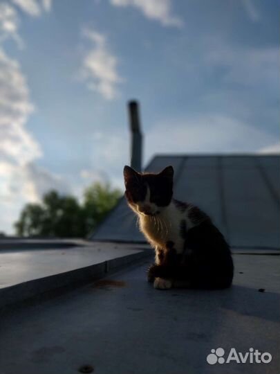 Кошка в дар бесплатно