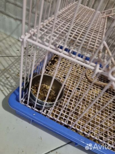 Крыса с клеткой