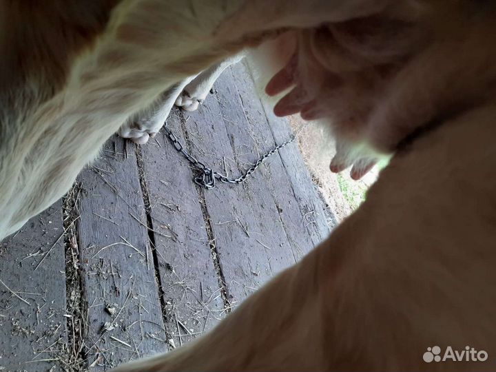 Тёлочка молочной породы