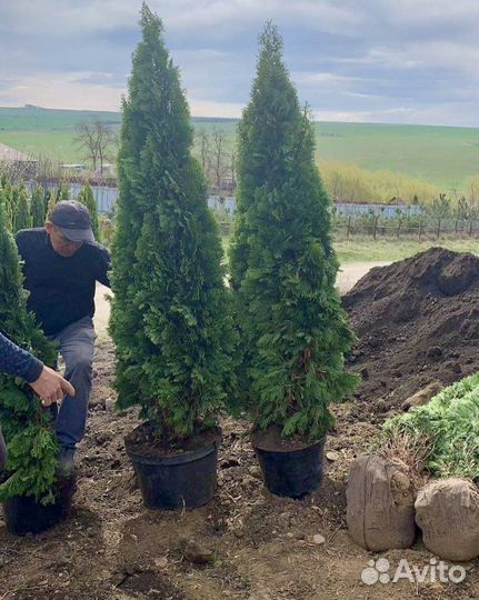 Чехов. Туя Смарагд 2 метра. На весну. Жирные