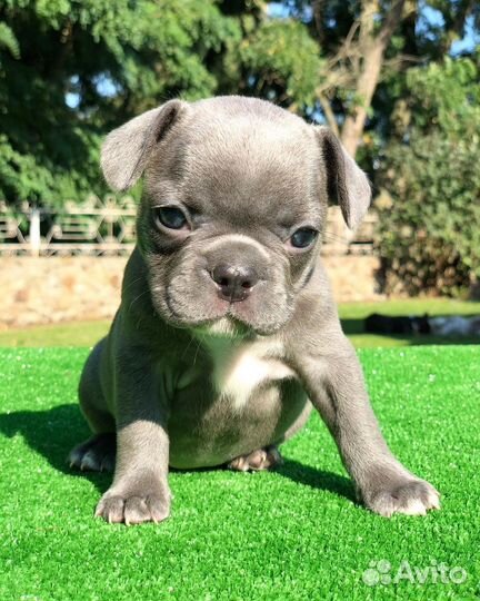 Французский бульдог щенки лиловый красный