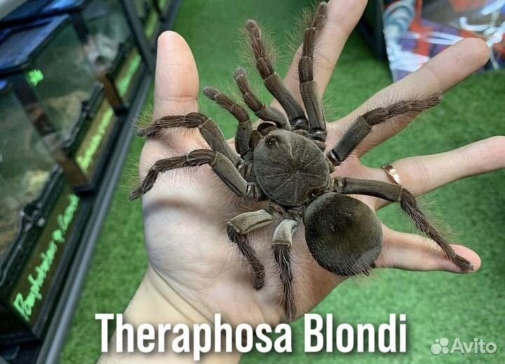 Паук птицеед Голиаф