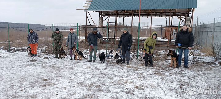 Дрессировка собак, вязка, кинолог-зоопсихолог