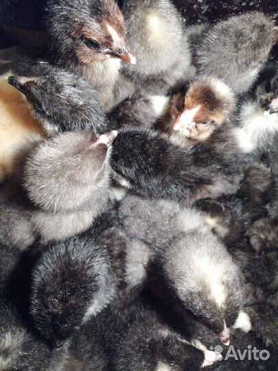 Инкубационное яйцо мехеленской кукушки