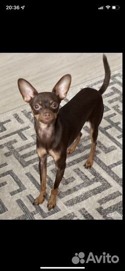 Парень ищет девочку