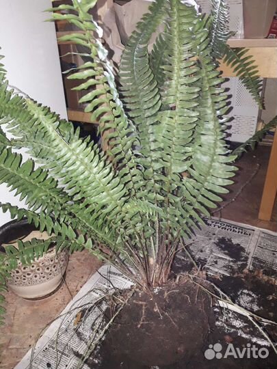 Папоротник