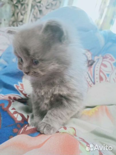 Британские котята