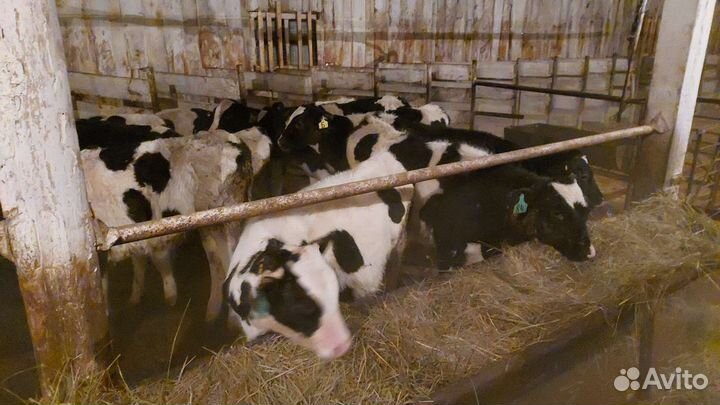 Бычки,телята,быки