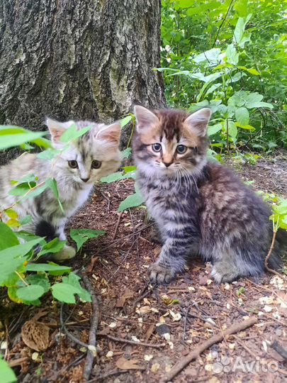 Кошка в дар бесплатно