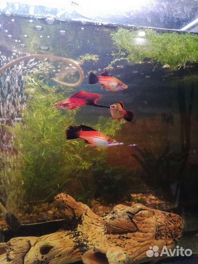 Аквариумные рыбки