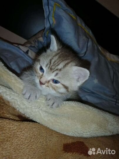 Британские котята