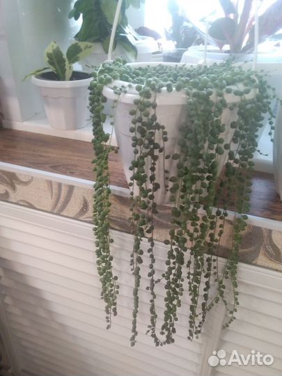 Хедера,фикусы,филы