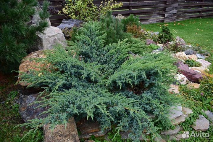 Можжевельник Блю Карпет чешуйчатый с доставкой