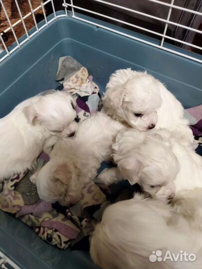 Маленькая собака