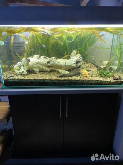 Аквариум