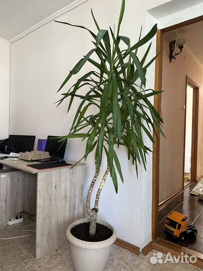 Комнатные цветы юкка