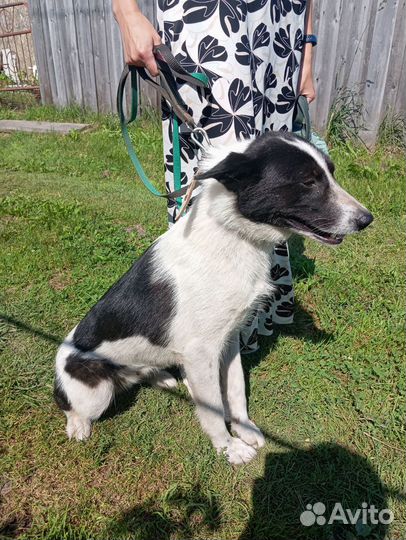 Финская медвежья собака