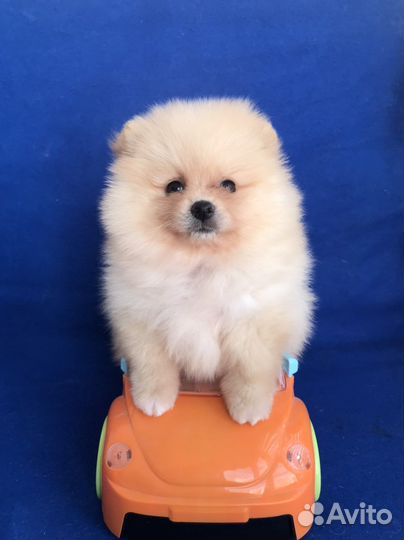 Девочки и мальчик померанского шпица