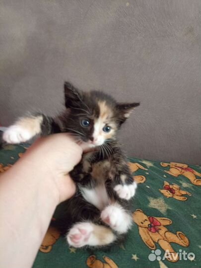 Кошка в дар бесплатно