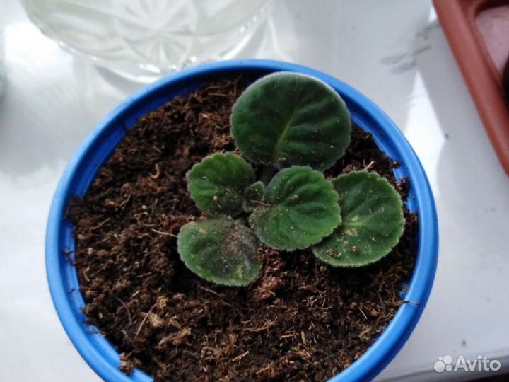 Глоксиния Императорский Фарфор. Детка